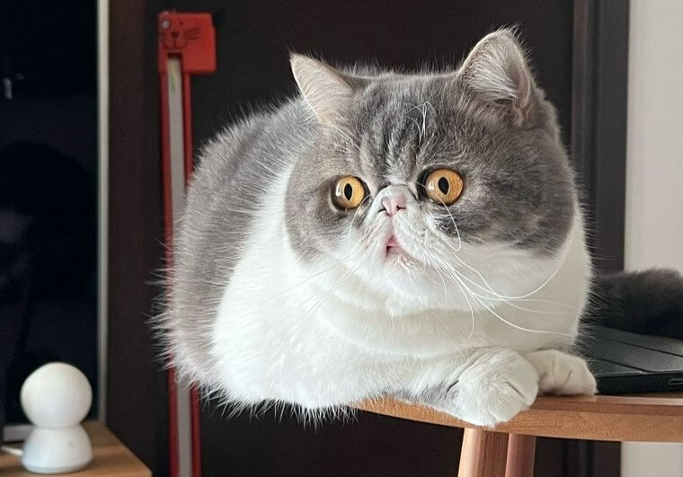 Exotic Shorthair Cat - $2,200