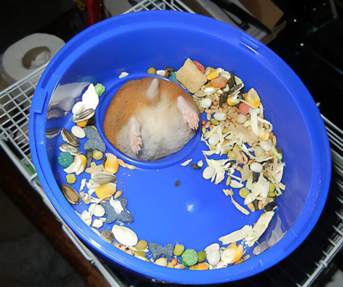 Hamsters Can Get Too Chunky for Their Food Bowl