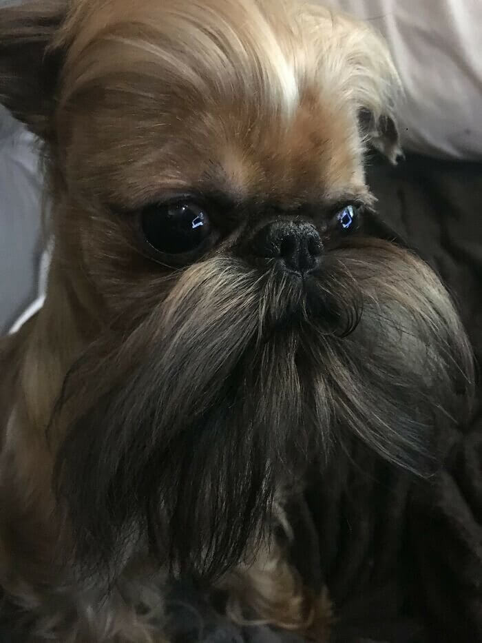 Meet Eliezer, the Hipster Dog From Brooklyn