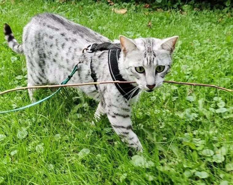 Egyptian Mau Cat - $800
