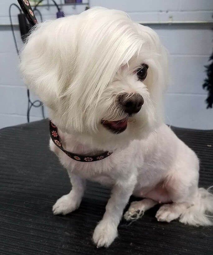 The Karen Maltese