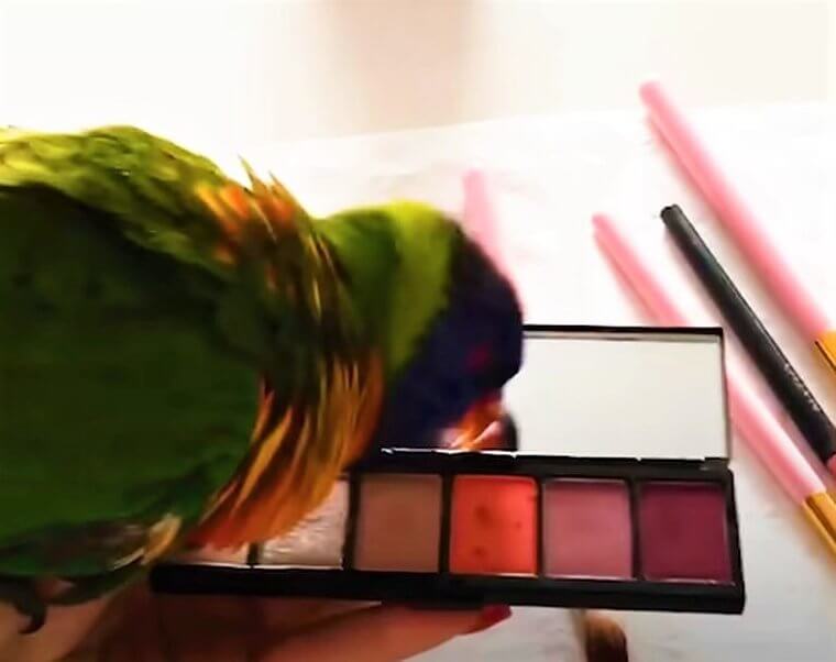 An Eyeshadow Lover