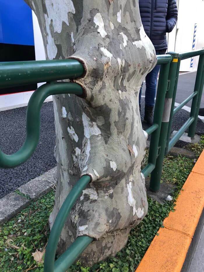 Trees Will Grow Around Anything