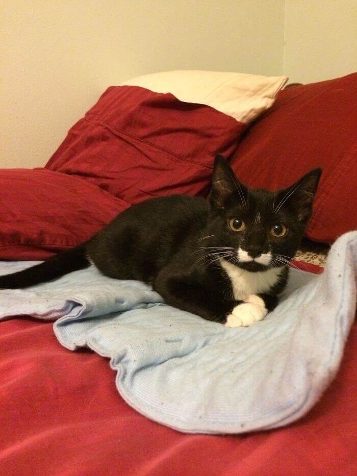The Kitty Bow Tie