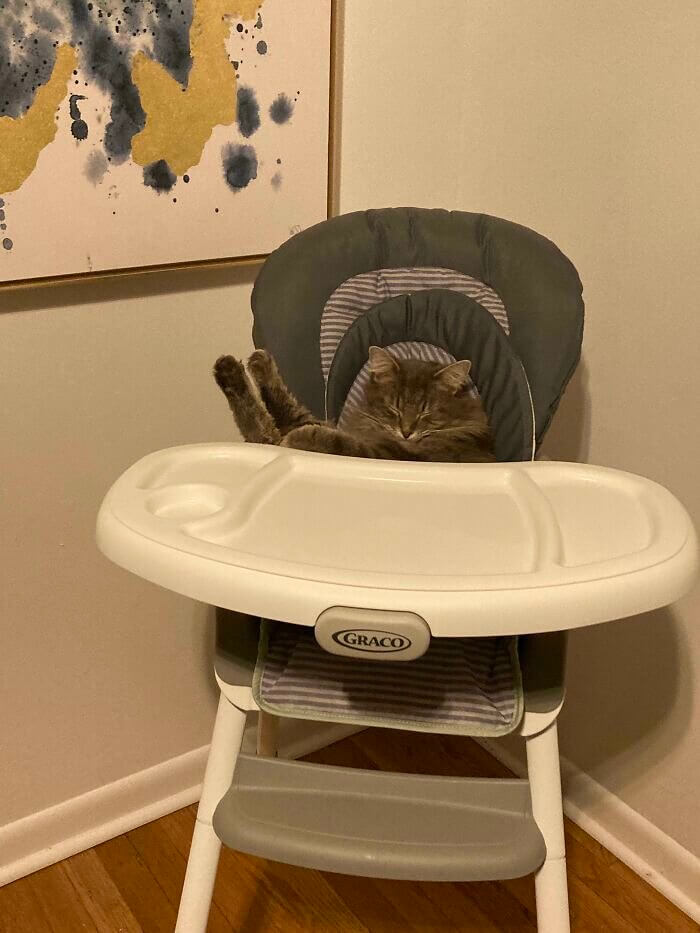 When Your Cat Thinks the New Baby Supplies Are for Them