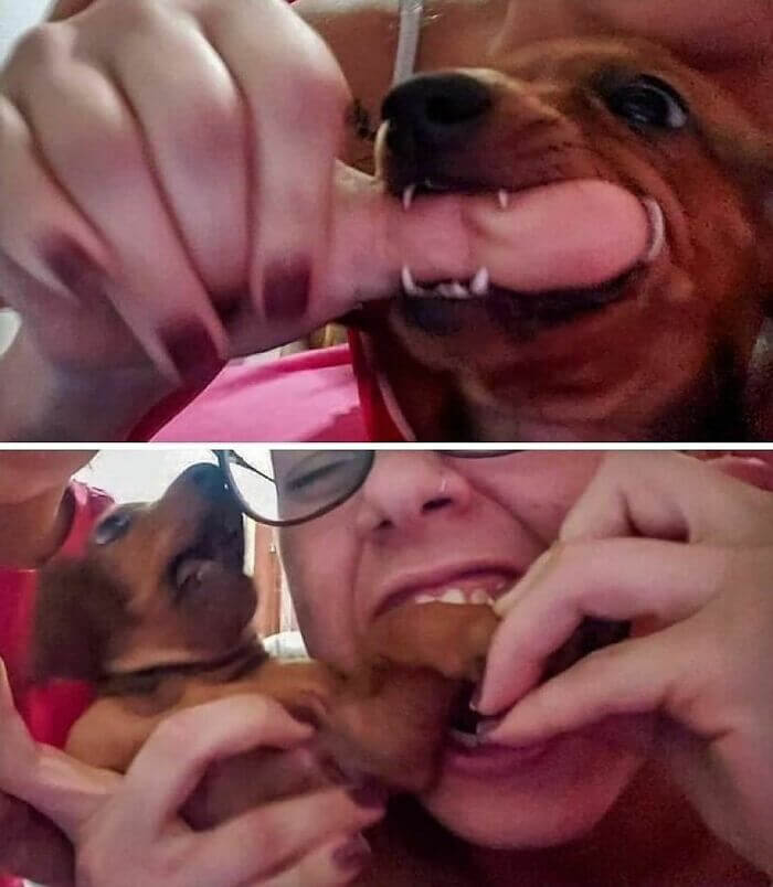 This Pup Got A Taste Of Its Own Medicine