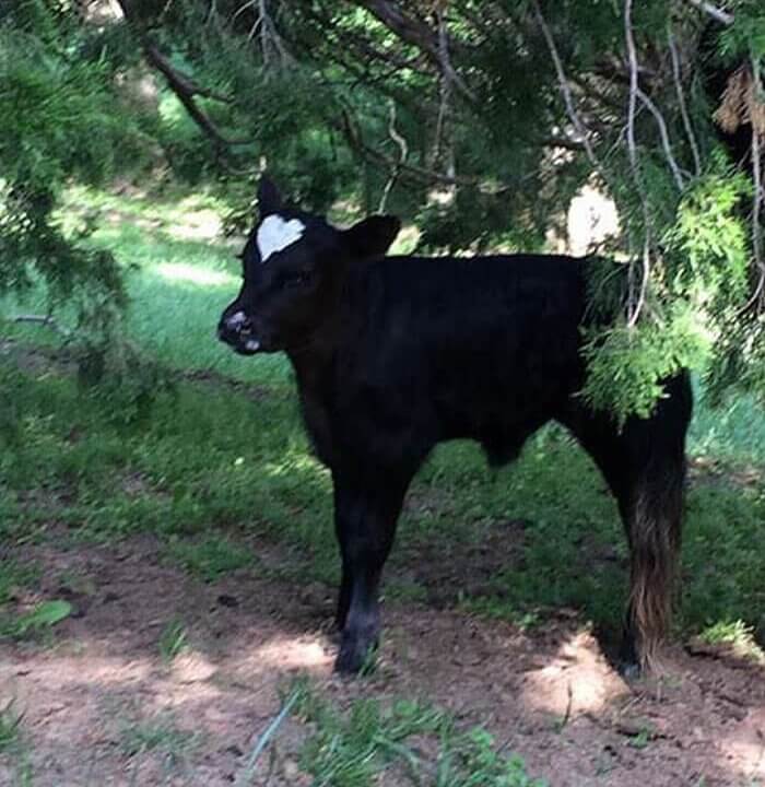 A Calf With A Heart