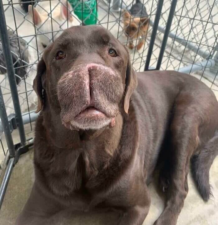 A Cute Doggo Even Without Most of His Nose