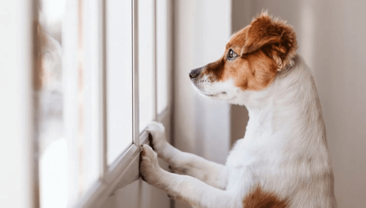 You Have Thought About Who Will Take Care Of Your Dog When You’re Not Around