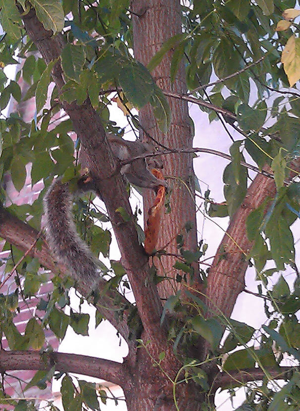 A Tree Climbing, Pizza Eating Squirrel