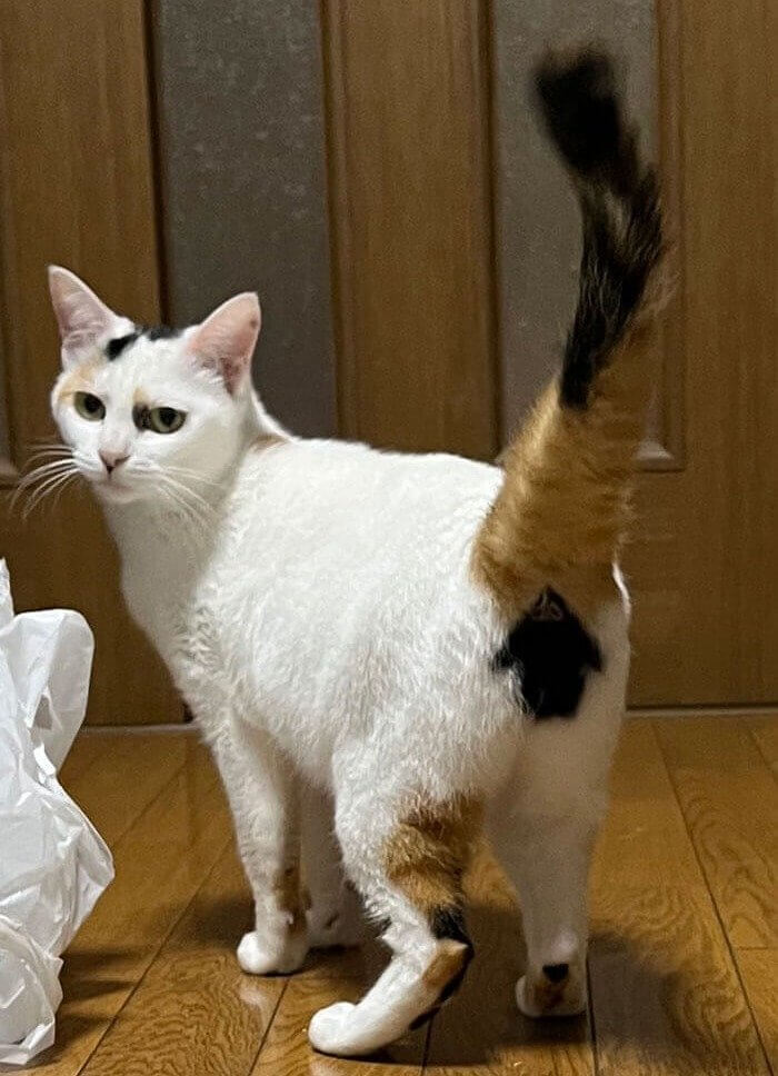 A Cat With A... Unique Mark