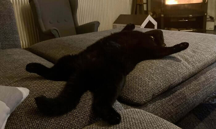A Happy, Healthy Cat