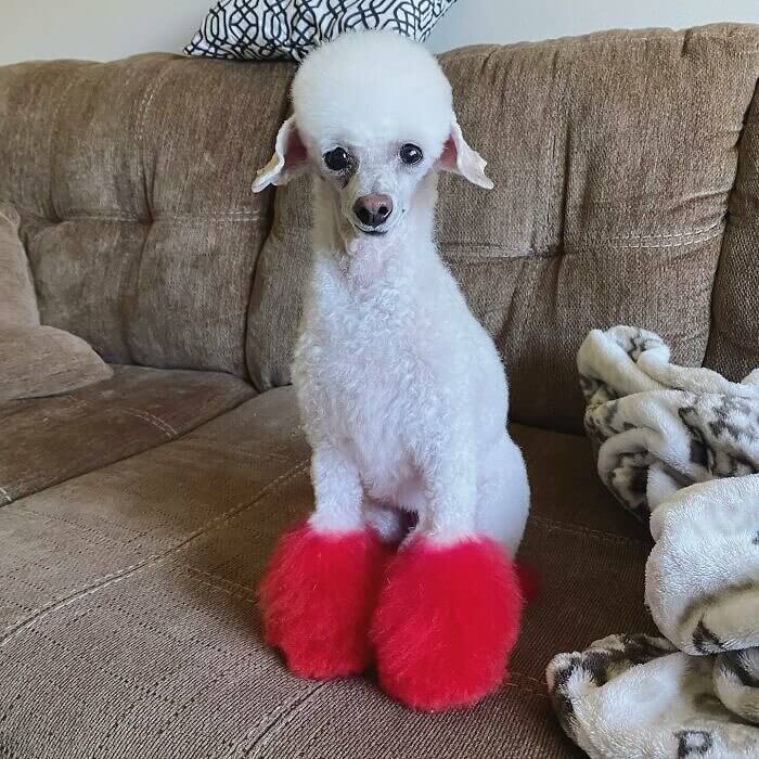 A Poodle and Cheerleader All in One