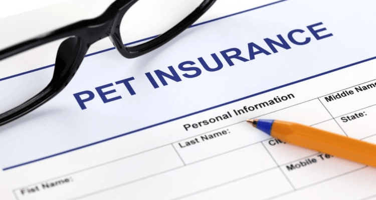 Pet Insurance