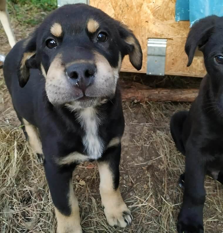 If Your Dog Gets Stung by a Bee, Use This At-Home Remedy Before Going to the Vet