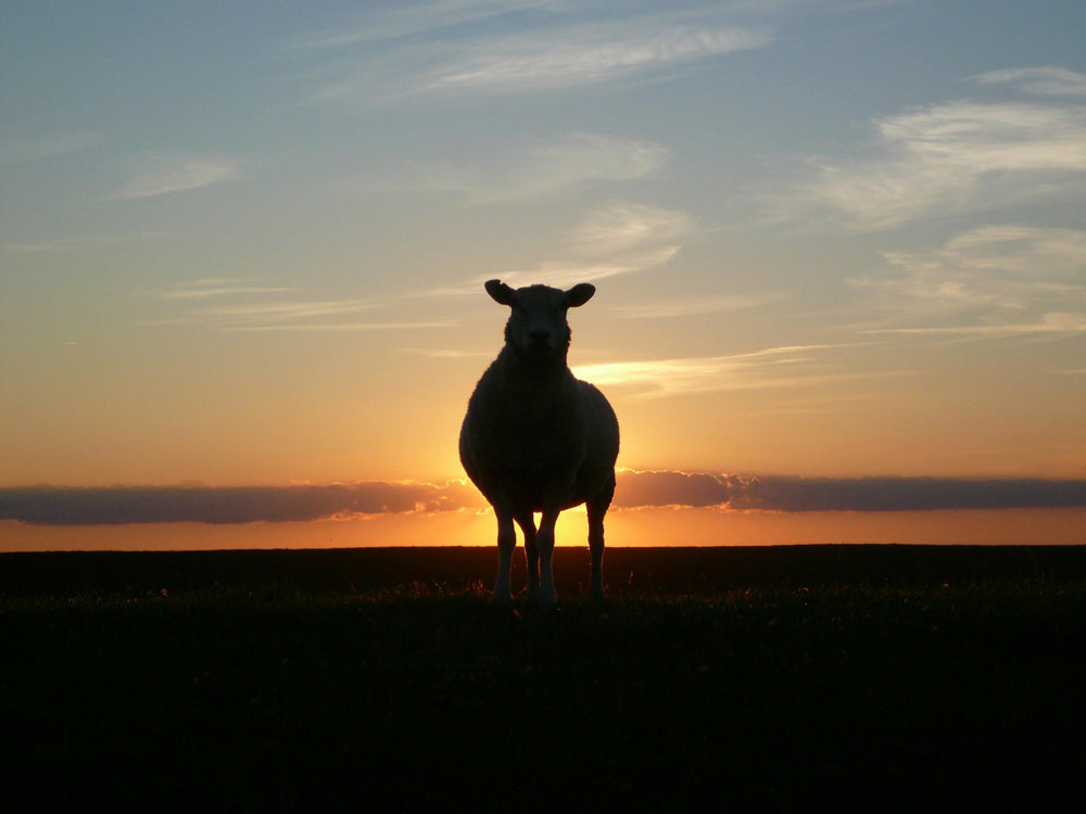 Sheep Beaten and Mutilated as Wool Industry’s Ethical Claims Unravel